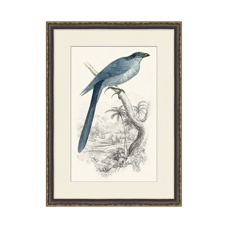 Traditional Bird Framed Paper Prints