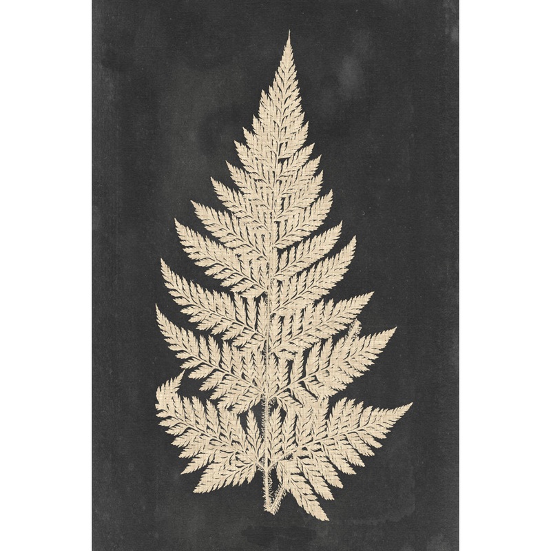Linen Fern I by Vision Studio Graphic Art Print on Canvas Three Posts Size: 14″ H x 10″ W x 1″ D Format: Natural Single Picture Framed, Mat Included: No