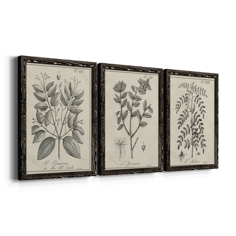 Antique Black and White Botanical VII – 3 Piece Picture Frame Drawing Print Set on Canvas Kelly Clarkson Home Frame Color: Black Size: 37.5″ H x 82.5″ W