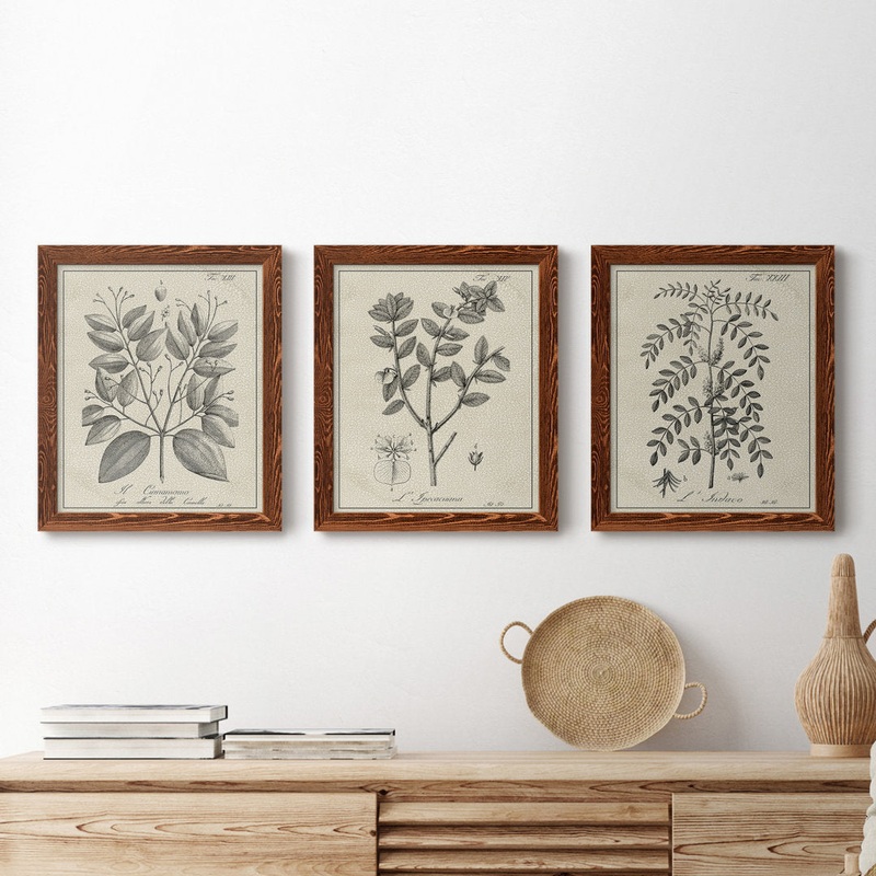 Antique Black and White Botanical VII – 3 Piece Picture Frame Drawing Print Set on Canvas Kelly Clarkson Home Frame Color: Maple Size: 24″ H x 54″ W