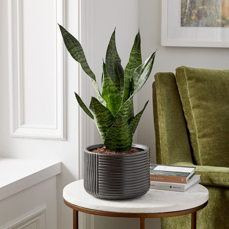 Live Sanseviera Plant Grow Pot