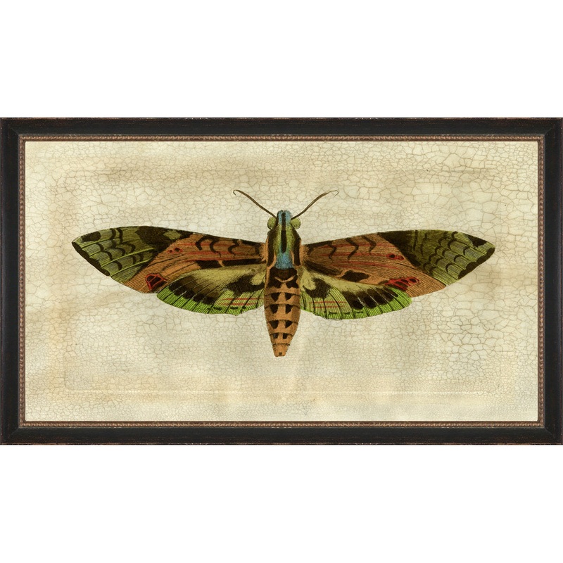 Crackled Moth 6 – Picture Frame Painting on Paper Wendover Art Group
