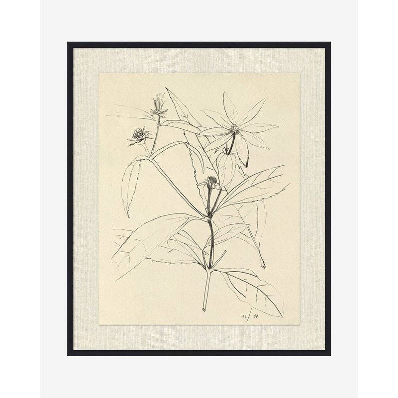 Floral Study 3 with Frame-21.5″x25.5″