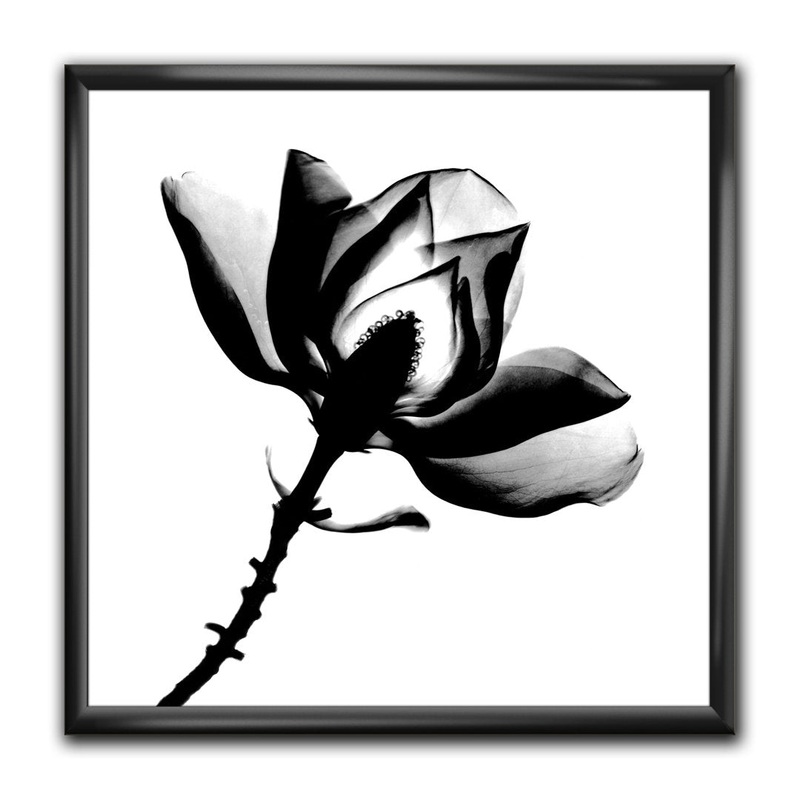 Magnolia X-Ray – Picture Frame Print on Canvas East Urban Home Size: 30″ H x 30″ W x 1″ D Format: Black Framed