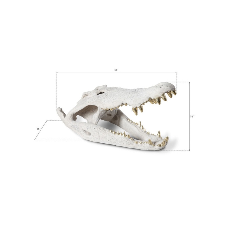 Dimensional Crocodile Skull Phillips Collection