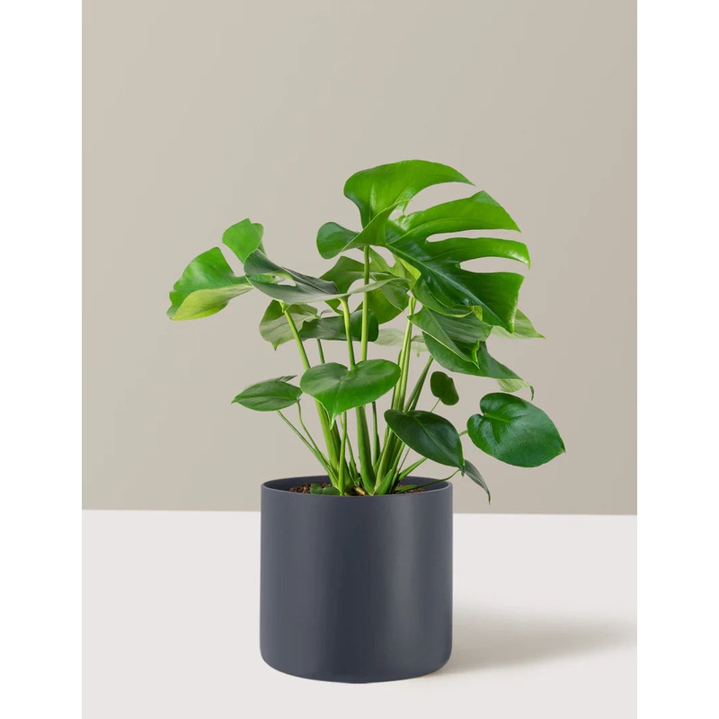 Monstera Deliciosa Acadia planter